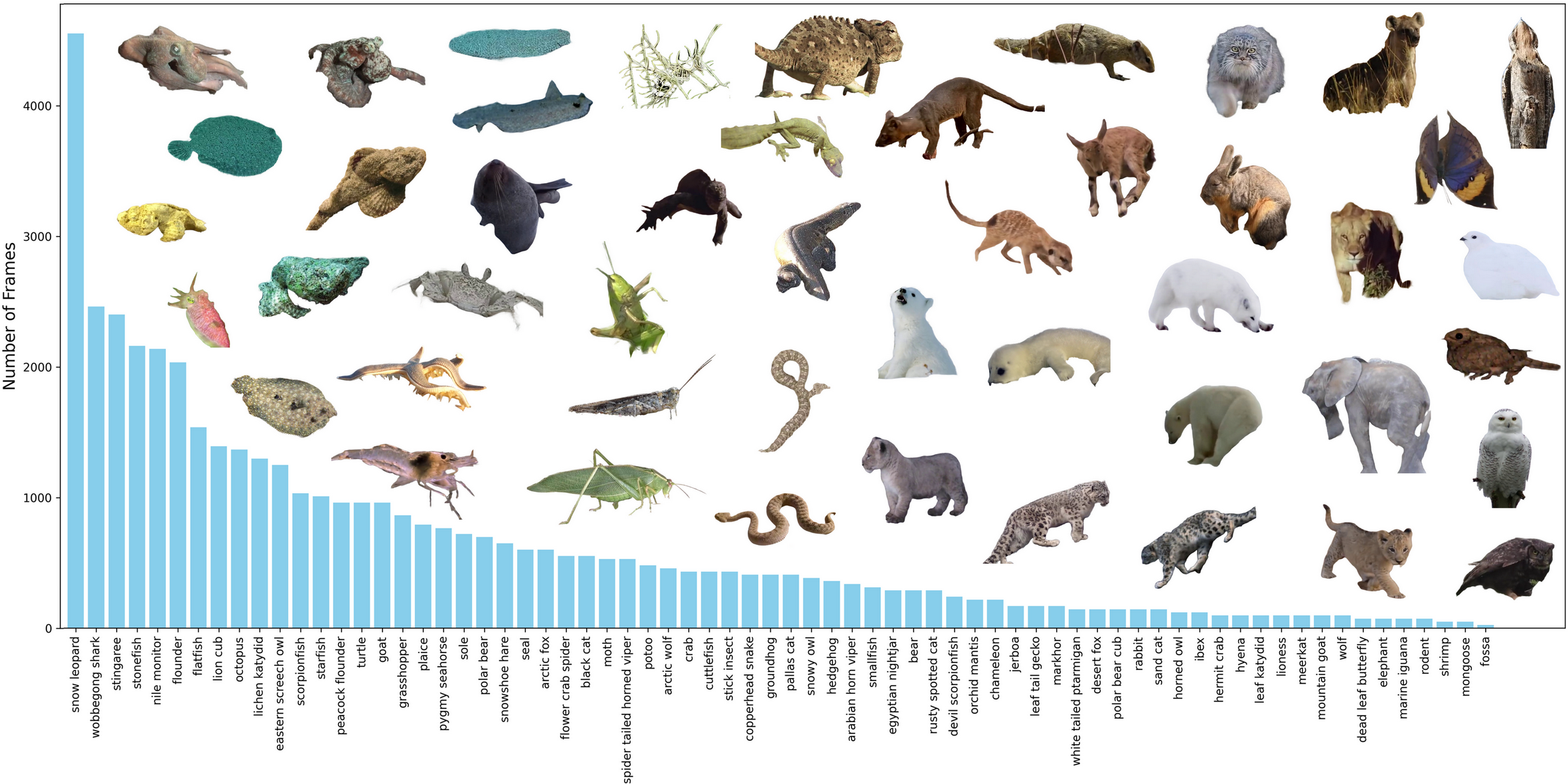 Category distribution and visual examples